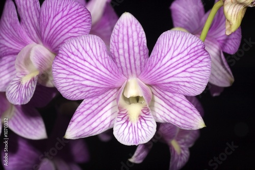 Obraz na płótnie canvas Pasek purpurowa orchidea