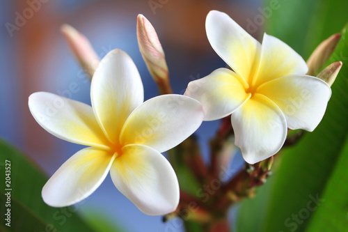 Obraz na płótnie canvas trzyczęściowy "tryptyk" Frangipani # 4