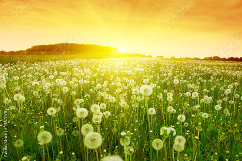 Obraz na płótnie canvas Dandelions na łące podczas zachodu słońca.