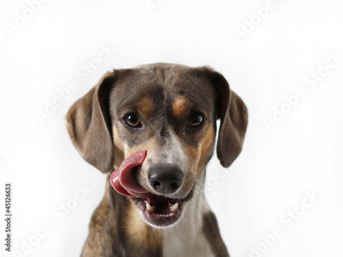 gewichtsverlust hund trotz appetit