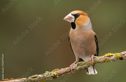 Hawfinch call download