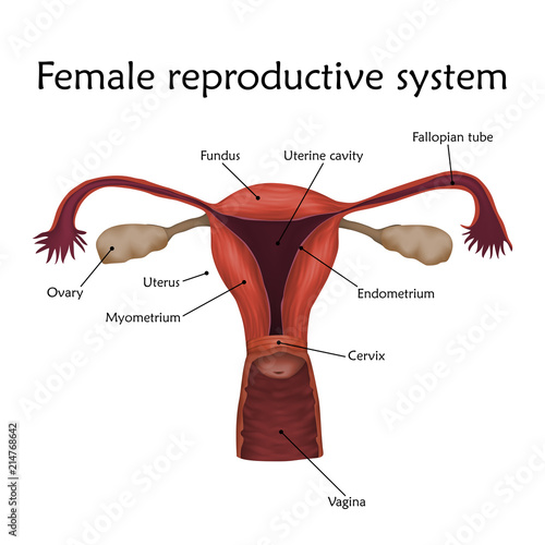Female Reproductive System With A Description Anatomy Realistic Vector