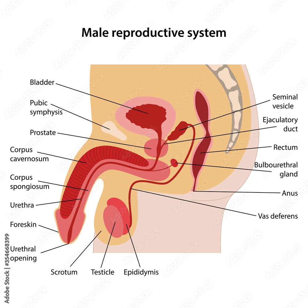 Male Reproductive System In Sagittal Section Labeled D Diagram Of