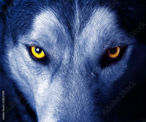 beautiful eyes of a wild wolf.