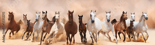 A herd of horses running on the sand storm