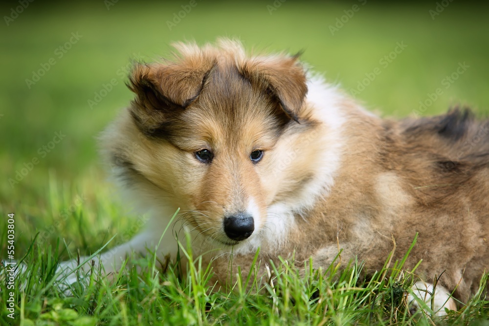 of Collie puppy on meadow