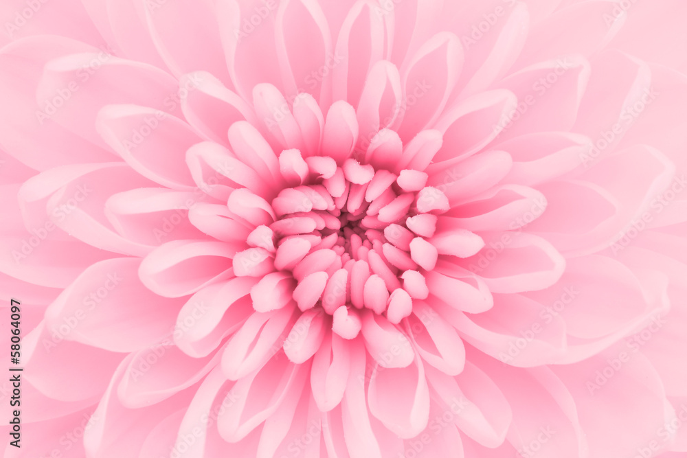 Pink chrysanthemum petals macro shot