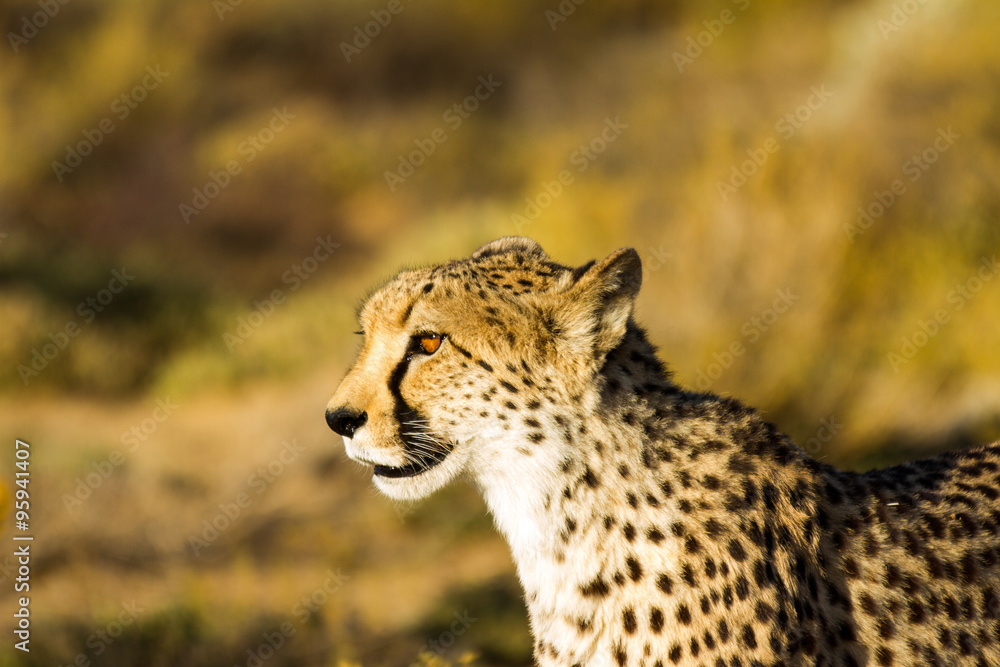 Safari - Cheetah