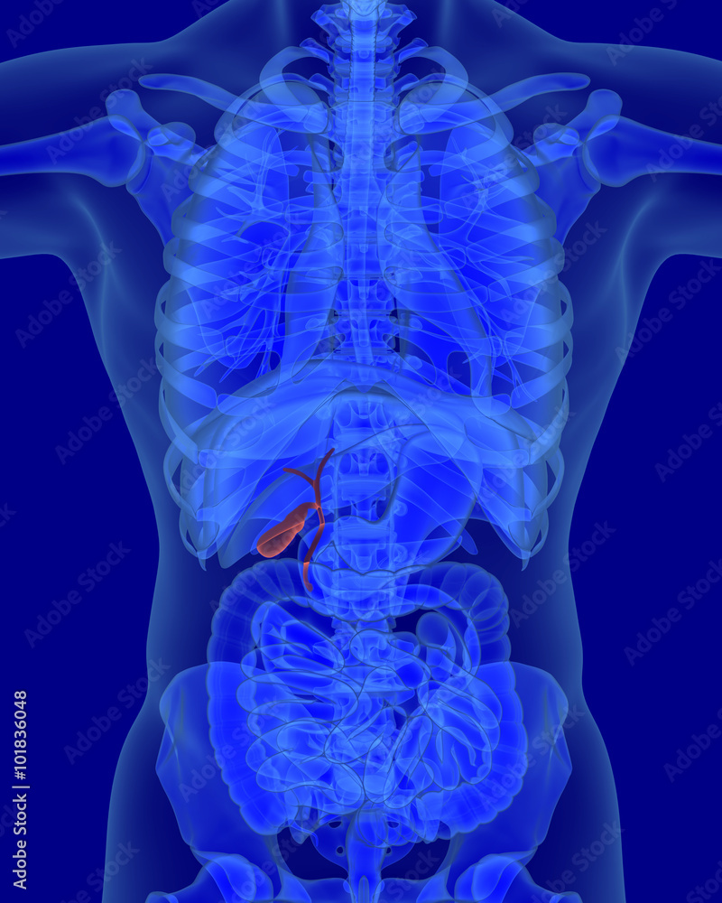 Anatomy Of Human Biliary System With Digestive Organs Stock