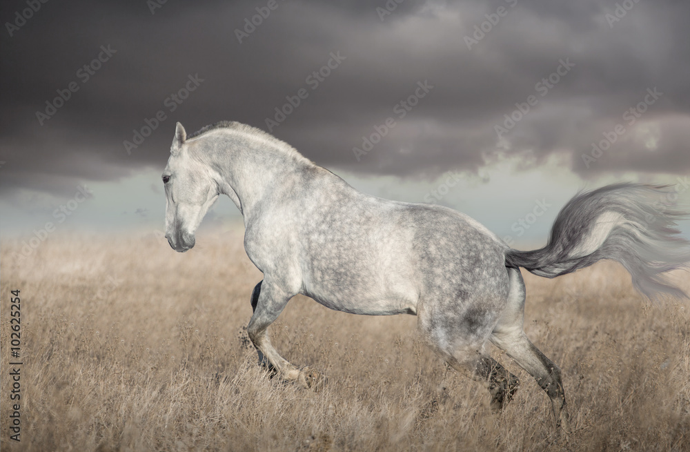 Gray Lusitanian horse run