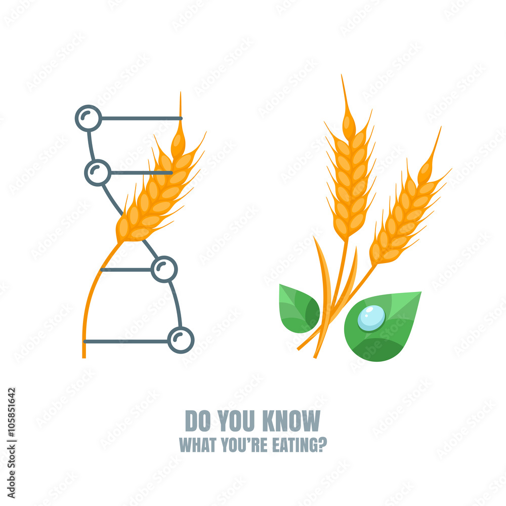 Healthy And Gmo Food Concept Vector Illustration Of Organic Wheat And