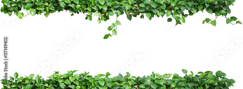 Heart shaped green leaves vine plant, devil's ivy or golden pothos nature frame layout isolated on white background with clipping path.