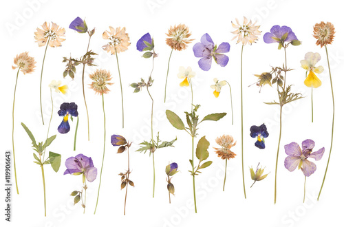 Dry pressed wild flowers isolated on white background