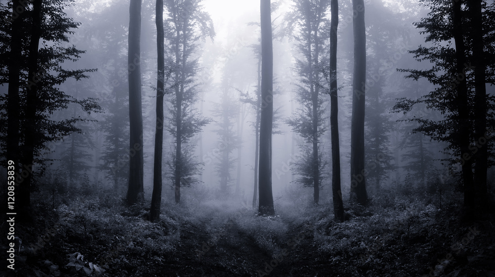 dark forest at twilight