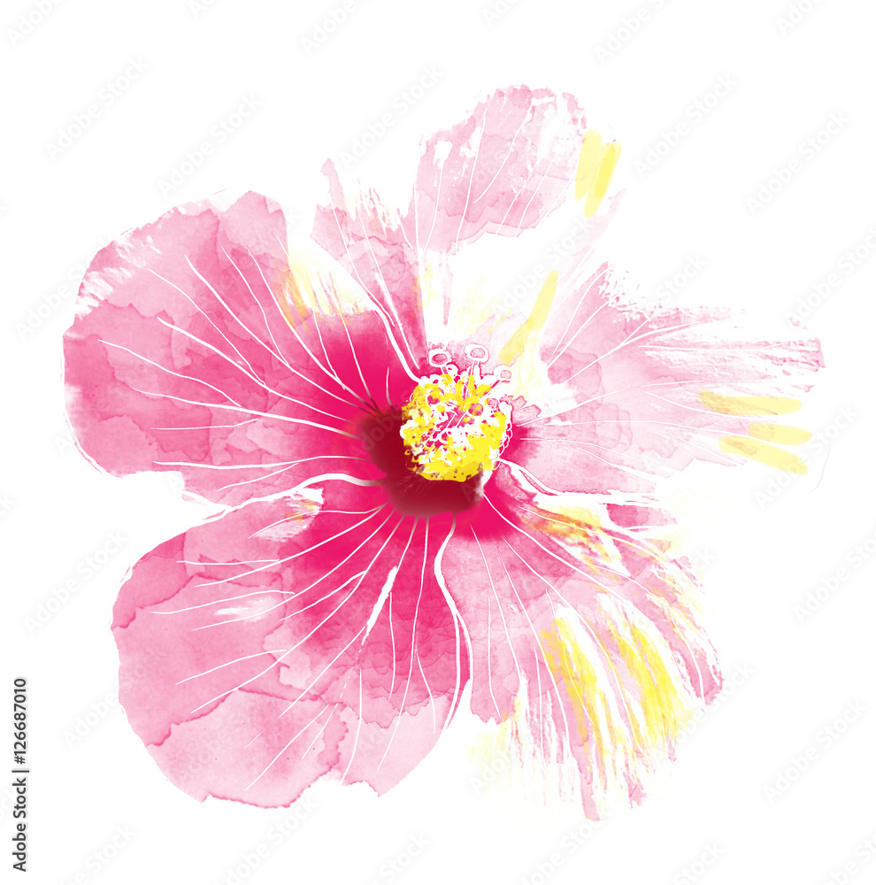 Pink hibiscus flower,watercolor.