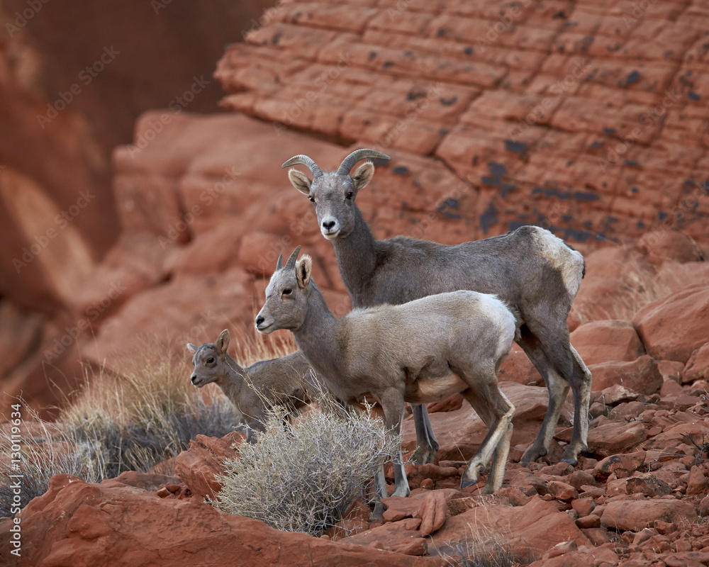 Desert Bighorn Sheep Ovis Canadensis Nelsoni Ewe And Two Lambs