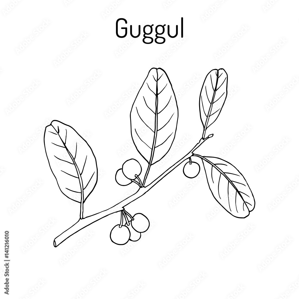 Best Ayurvedic Plant Guggul Commiphora Wightii Or Indian Bdellium