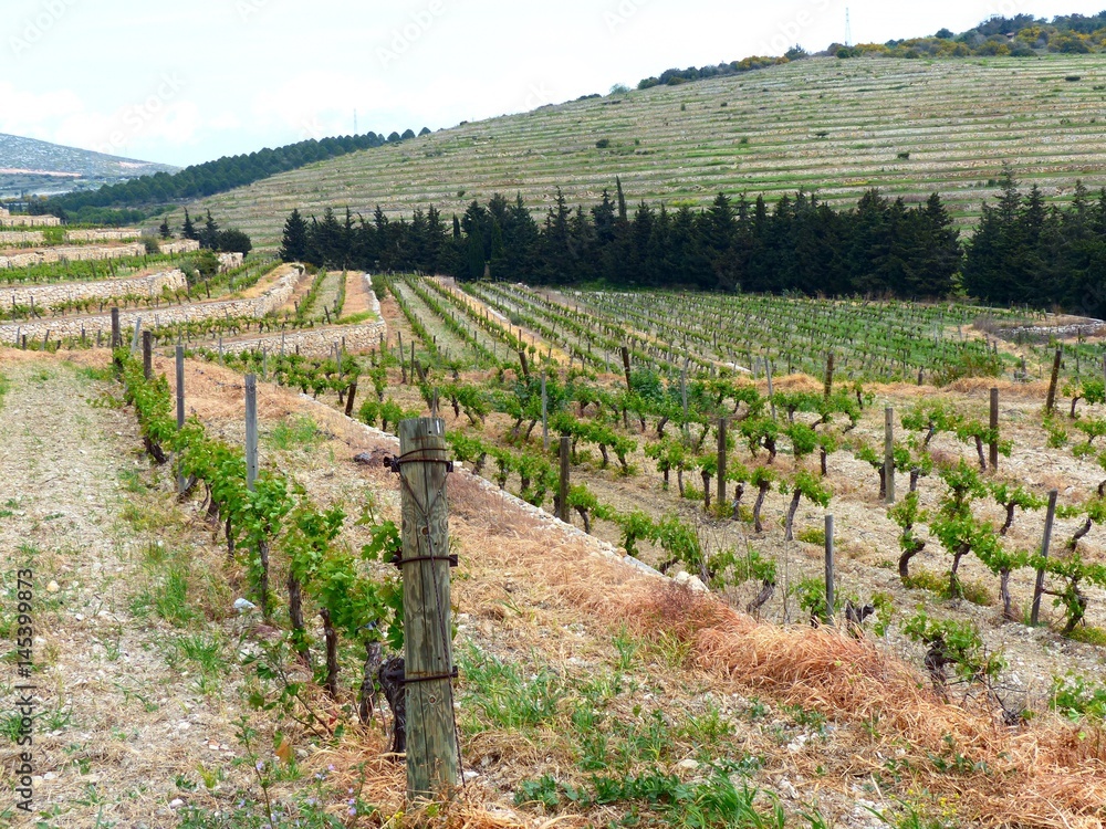 Wanderung im Frühling zwischen den Weinreben in den Weinbergen im