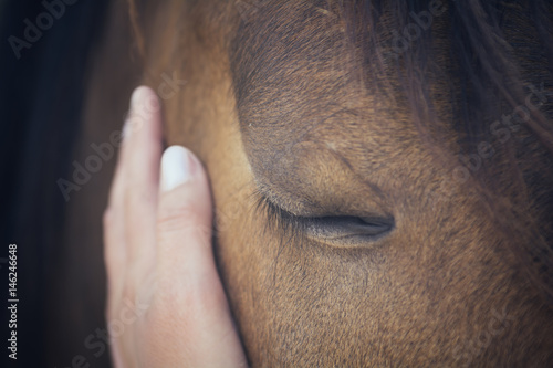 A female hand stroking a brown horse head - Close up portrait of a horse - Eyes shut - Tenderness and caring for animals concept