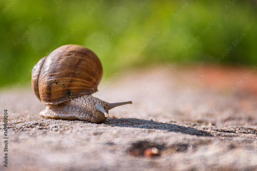 Snail Moving Slowly On The Rock In The Green Grass Stock Adobe Stock