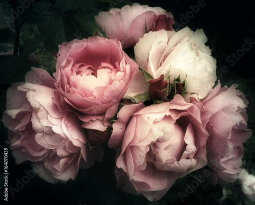 Beautiful bouquet of pink roses, flowers on a dark background, soft and romantic vintage filter, looking like an old painting