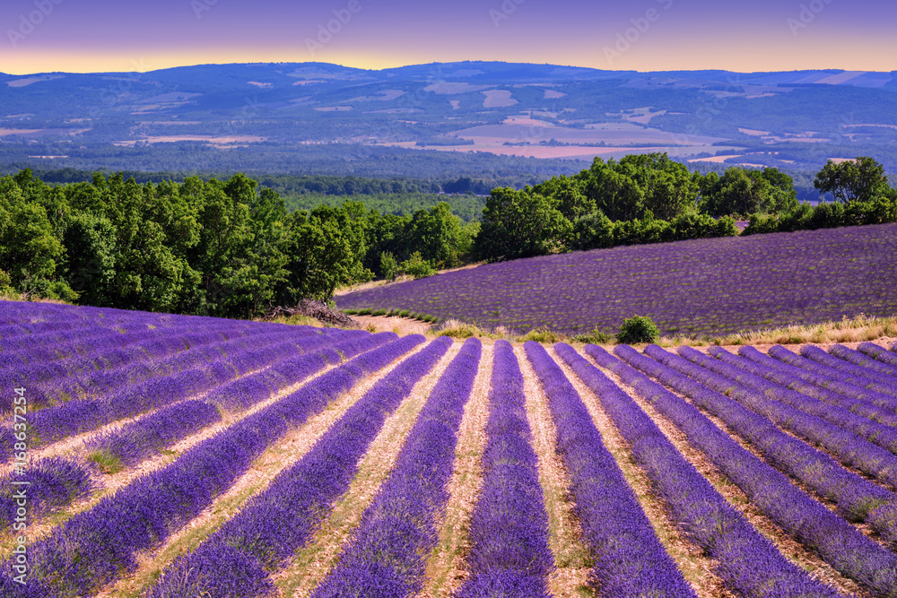 Blooming lavender fields in Provence, France