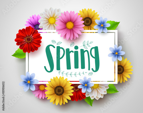 Spring vector template design with spring text in white empty frame and colorful various flowers like daisy and sunflower elements in white background for spring season. Vector illustration.
