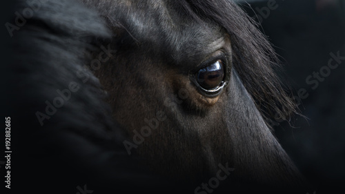 Pferdeportrait, Rappe mit schönem Blick vor schwarzem Hintergrund