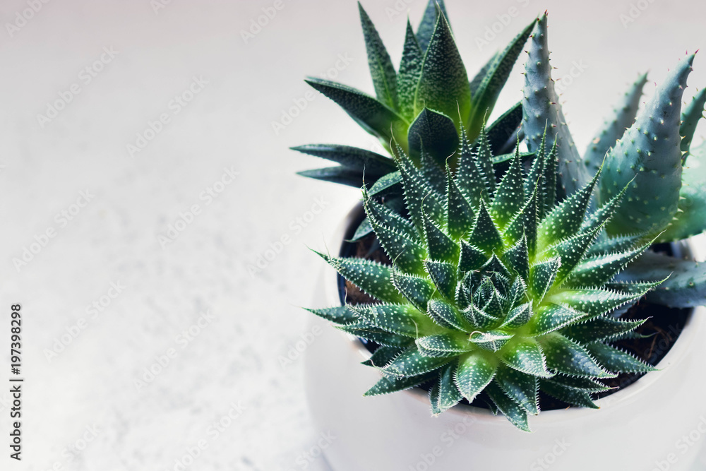 Succulent Haworthia Fasciata And Aloe Vera In A Pot On White Marble