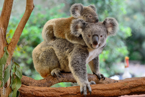 Mother koala with baby on her back