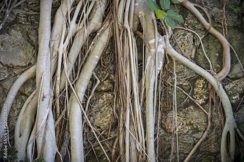 Brazilian Strangler Fig Banyan Tree Roots In A Close Up Abstract