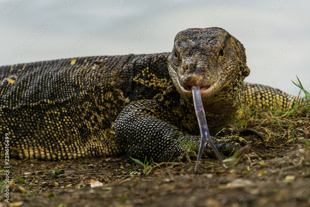 Massive Asian Water Monitor Lizard Spotted In Lumpini Park In Bangkok