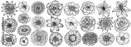 Hand drawn flowers, vector illustration. Floral vintage sketch.