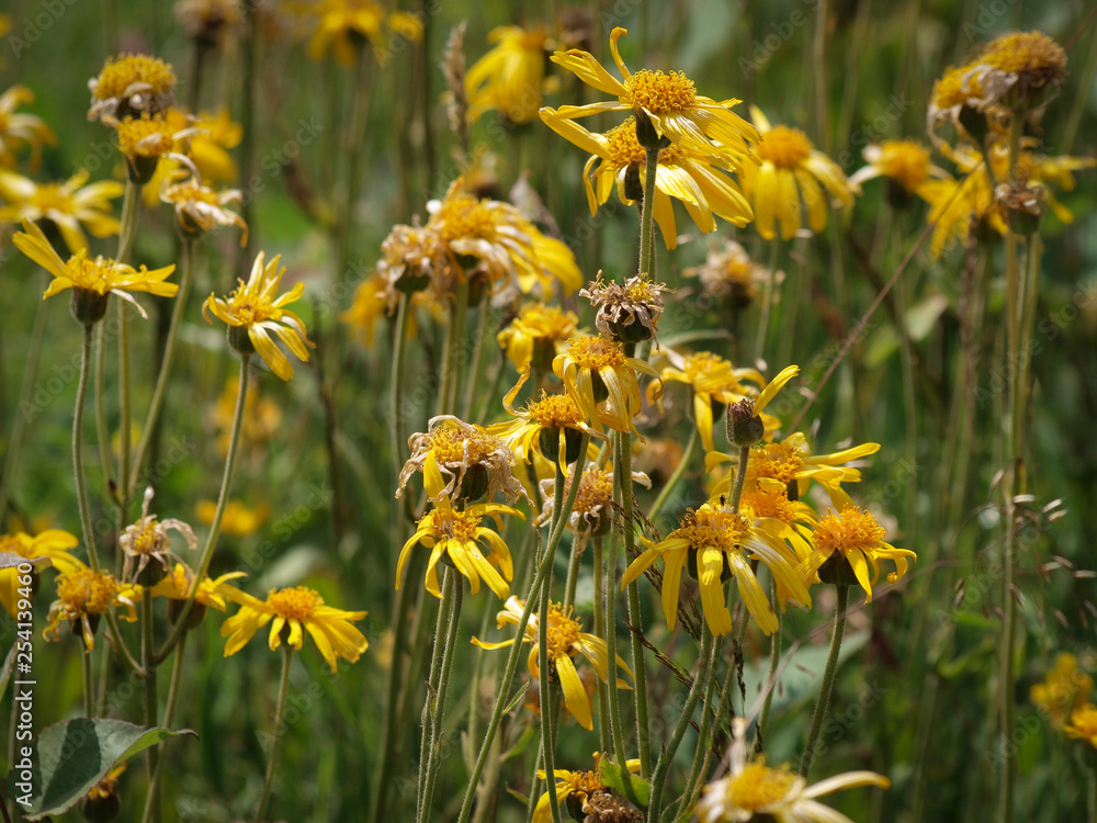 L Arnica Des Montagnes Arnica Montana Nomm E Plantain Des Alpes En