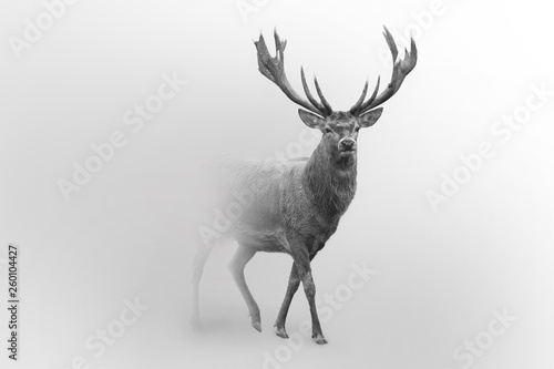 Deer nature wildlife animal walking proud out of the mist