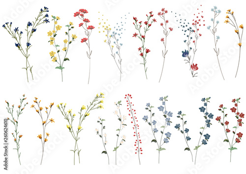 Big set botanic blossom floral elements. Branches, leaves, herbs, wild plants, flowers. Garden, meadow, field collection leaf, foliage, branches. Bloom vector illustration isolated on white background