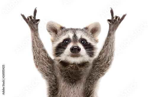 Portrait of a funny raccoon showing a rock gesture isolated on white background.JPG