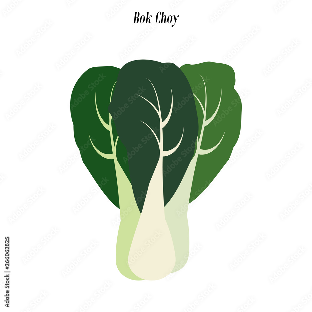 Bok Choy Illustration Stock Vector Adobe Stock