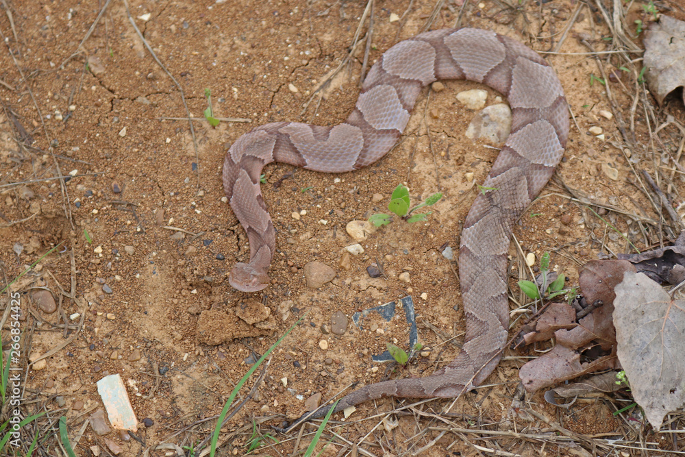 Copperhead Snake Agkistrodon Contortrix North American Pit Viper