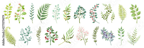 Botanic elements. Trendy wild flowers and branches, plants and leaves green collection. Vector vintage drawing watercolor greenery illustration floral bouquet