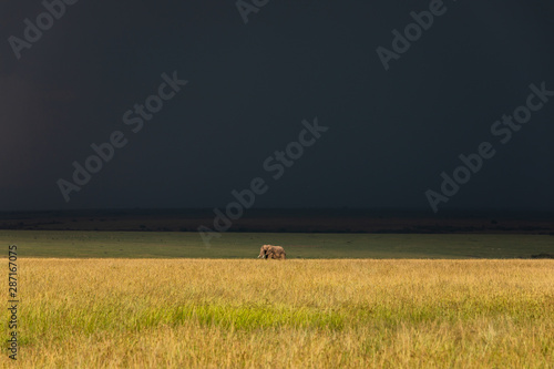 A lonely elephant wandering through the Masai Mara while a thunderstorm begins