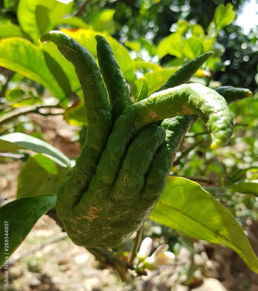 Buddha S Hand Citrus Medica Var Sarcodactylis Or The Fingered Citron