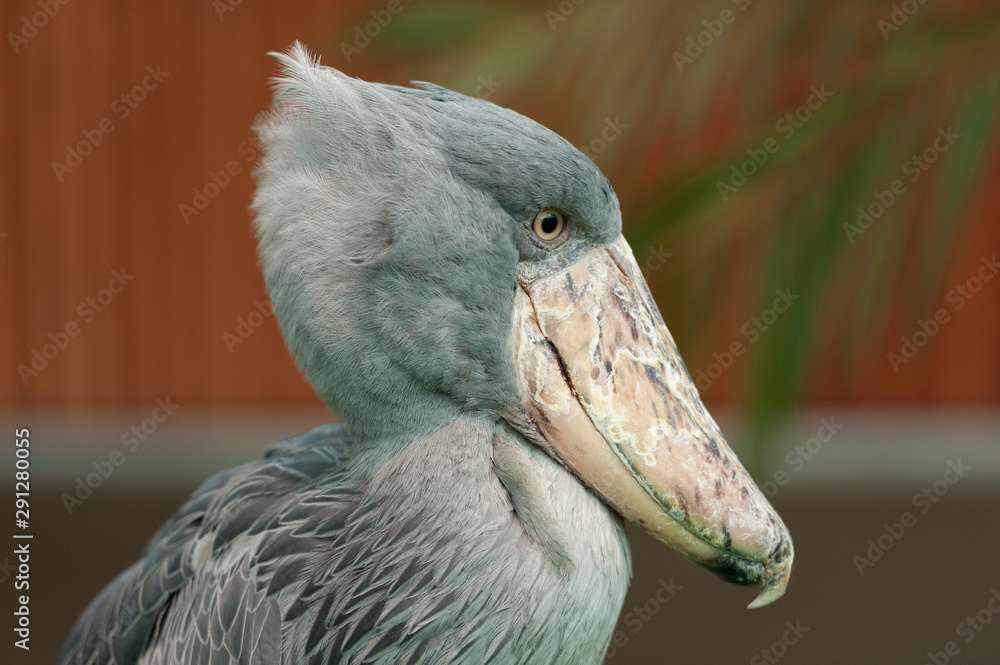 The Rare Bird Shoebill Balaeniceps Rex Also Known As Whalehead Whale