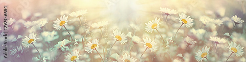 Selective and soft focus on daisy flower in meadow, beautiful nature in spring 