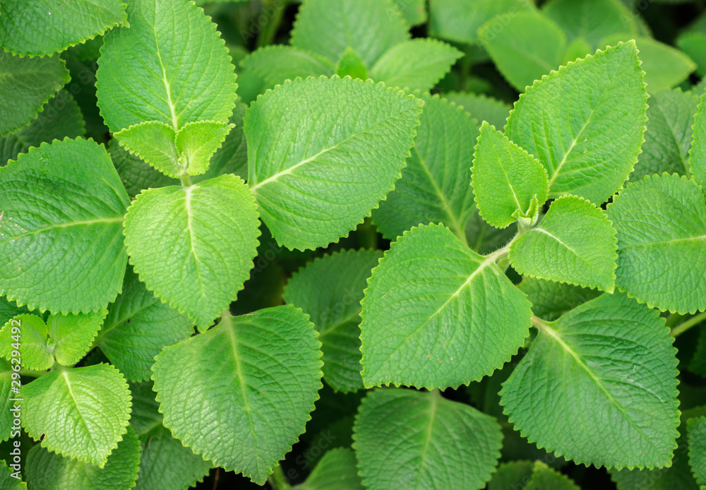 Fresh Green Leaves Pattern Of Indian Borage Country Borage Oreille