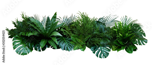 Green leaves of tropical plants bush (Monstera, palm, rubber plant, pine, bird’s nest fern) floral arrangement indoors garden nature backdrop isolated on white background, clipping path included.