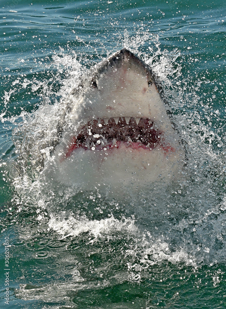 Great White Shark With Open Mouth On The Surface Out Of The Water