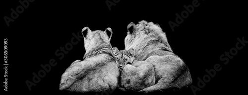 Lion family lying with a black background