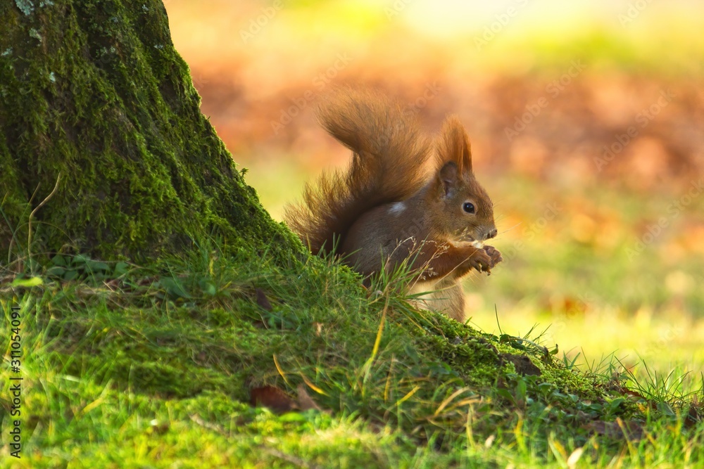 Ein Eurasisches Eichhörnchen sitzt im Herbst mit einer Nuss in der