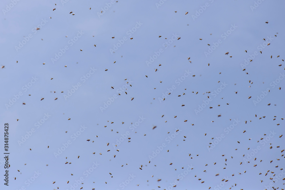 Schw Rmende Honigbienen Fliegen In Massen Auf Der Suche Ab Schw Rmende